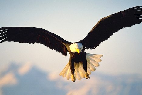 [Resim: bald-eagle-landing_837.jpg]